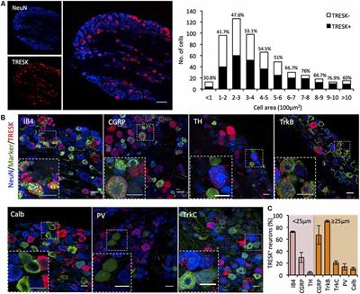 The Role of TRESK in Discrete Sensory Neuron Populations and Somatosensory Processing